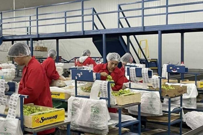 Subsidio unificado al empleo, Previgestion te explica todo sobre este beneficio que entrega el Gobierno Subsidio unificado al empleo, Previgestion te explica todo sobre este beneficio que entrega el Gobierno