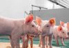 “Smart farming”: cómo la tecnología y la inteligencia artificial permiten anticipar riesgos y mejorar el bienestar animal “Smart farming”: cómo la tecnología y la inteligencia artificial permiten anticipar riesgos y mejorar el bienestar animal