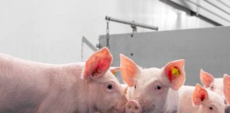 “Smart farming”: cómo la tecnología y la inteligencia artificial permiten anticipar riesgos y mejorar el bienestar animal “Smart farming”: cómo la tecnología y la inteligencia artificial permiten anticipar riesgos y mejorar el bienestar animal