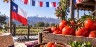 Tomates editados genéticamente para el pebre dieciochero logran producir hasta diez veces más frutos maduros durante el frío Tomates editados genéticamente para el pebre dieciochero logran producir hasta diez veces más frutos maduros durante el frío