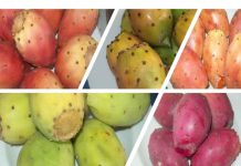 Tuna: un cultivo que transforma el uso eficiente del agua en nuevas oportunidades de producción Tuna: un cultivo que transforma el uso eficiente del agua en nuevas oportunidades de producción