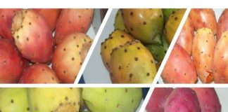 Tuna: un cultivo que transforma el uso eficiente del agua en nuevas oportunidades de producción Tuna: un cultivo que transforma el uso eficiente del agua en nuevas oportunidades de producción