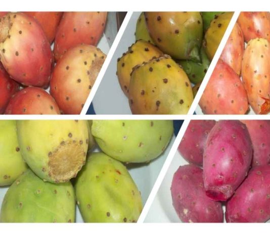 Tuna: un cultivo que transforma el uso eficiente del agua en nuevas oportunidades de producción Tuna: un cultivo que transforma el uso eficiente del agua en nuevas oportunidades de producción