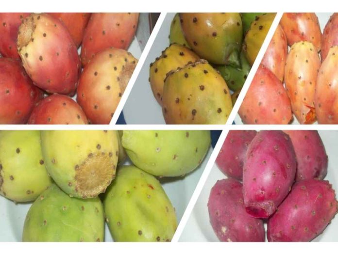 Tuna un cultivo que transforma el uso eficiente del agua en nuevas oportunidades de producción Tuna: un cultivo que transforma el uso eficiente del agua en nuevas oportunidades de producción