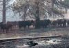 Un estudio de la Universidad Estatal de Oregón destaca el impacto oculto del humo de los incendios forestales en el rendimiento del ganado. Un estudio de la Universidad Estatal de Oregón destaca el impacto oculto del humo de los incendios forestales en el rendimiento del ganado.