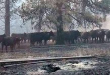 Un estudio de la Universidad Estatal de Oregón destaca el impacto oculto del humo de los incendios forestales en el rendimiento del ganado. Un estudio de la Universidad Estatal de Oregón destaca el impacto oculto del humo de los incendios forestales en el rendimiento del ganado.
