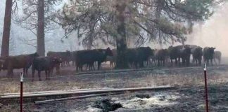 Un estudio de la Universidad Estatal de Oregón destaca el impacto oculto del humo de los incendios forestales en el rendimiento del ganado.