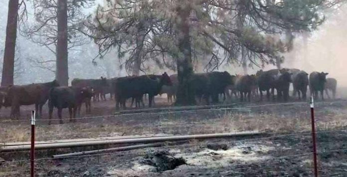 Un estudio de la Universidad Estatal de Oregón destaca el impacto oculto del humo de los incendios forestales en el rendimiento del ganado. Un estudio de la Universidad Estatal de Oregón destaca el impacto oculto del humo de los incendios forestales en el rendimiento del ganado.