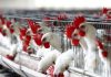Uruguay | Emergencia sanitaria por gripe aviar restringe el movimiento de aves Uruguay | Emergencia sanitaria por gripe aviar restringe el movimiento de aves