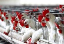 Uruguay | Emergencia sanitaria por gripe aviar restringe el movimiento de aves Uruguay | Emergencia sanitaria por gripe aviar restringe el movimiento de aves