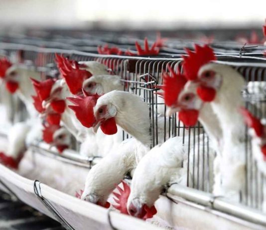 Uruguay | Emergencia sanitaria por gripe aviar restringe el movimiento de aves
