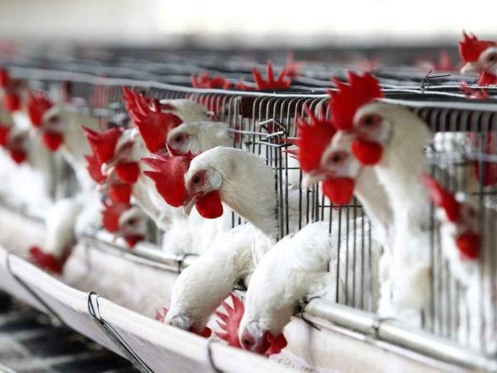 Uruguay Emergencia sanitaria por gripe aviar restringe el movimiento de aves Uruguay | Emergencia sanitaria por gripe aviar restringe el movimiento de aves