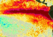 Variabilidad del fenómeno de El Niño y su impacto en la producción agrícola argentina Variabilidad del fenómeno de El Niño y su impacto en la producción agrícola argentina