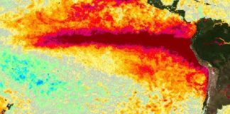 Variabilidad del fenómeno de El Niño y su impacto en la producción agrícola argentina