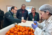 Con récord de cajas inspeccionadas cierra temporada 2025-2026 de Sitio Teno SAG/USDA Con récord de cajas inspeccionadas cierra temporada 2025-2026 de Sitio Teno SAG/USDA