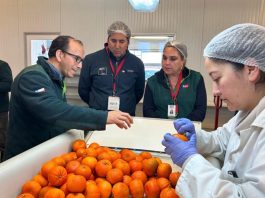 Con récord de cajas inspeccionadas cierra temporada 2025-2026 de Sitio Teno SAG/USDA