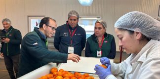 Con récord de cajas inspeccionadas cierra temporada 2025-2026 de Sitio Teno SAG/USDA Con récord de cajas inspeccionadas cierra temporada 2025-2026 de Sitio Teno SAG/USDA