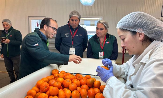 WhatsApp-Image-2026-08-31-at-17.40.19-1-1024x614 Con récord de cajas inspeccionadas cierra temporada 2025-2026 de Sitio Teno SAG/USDA