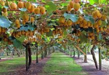 Reportaje | BeeScent: evidencia científica que respalda la polinización asistida en kiwi Reportaje | BeeScent: evidencia científica que respalda la polinización asistida en kiwi