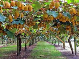 Reportaje | BeeScent: evidencia científica que respalda la polinización asistida en kiwi Reportaje | BeeScent: evidencia científica que respalda la polinización asistida en kiwi