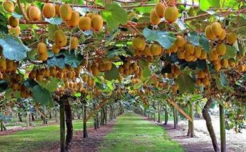 Reportaje | BeeScent: evidencia científica que respalda la polinización asistida en kiwi