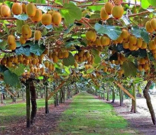 Reportaje | BeeScent: evidencia científica que respalda la polinización asistida en kiwi Reportaje | BeeScent: evidencia científica que respalda la polinización asistida en kiwi