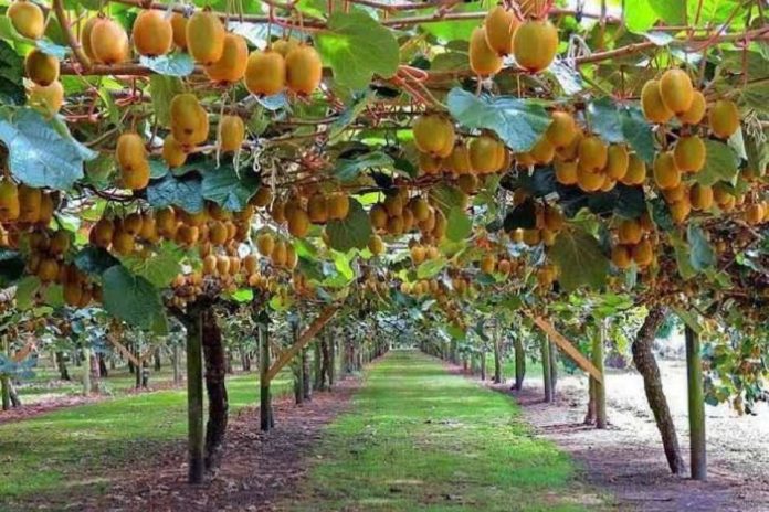 ZIMEX BeeScent evidencia científica que respalda la polinización asistida en kiwi Reportaje | BeeScent: evidencia científica que respalda la polinización asistida en kiwi