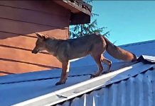 Zorro culpeo en Ñipas activó Código Rojo SAG