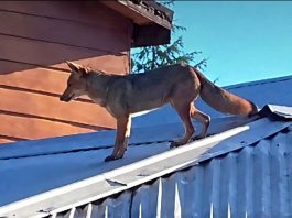 Zorro culpeo en Ñipas activó Código Rojo SAG
