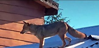 Zorro culpeo en Ñipas activó Código Rojo SAG