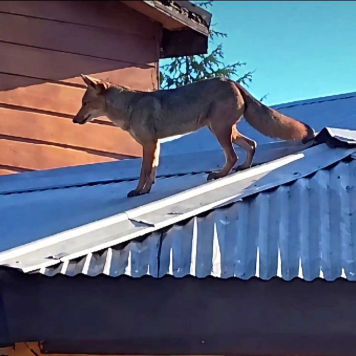 Zorro culpeo en Ñipas activó Código Rojo SAG Zorro culpeo en Ñipas activó Código Rojo SAG