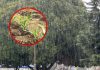 Agricultores del Biobío anticipa crisis de la fruta por clima extremo: Cerezas, manzanas y el maíz serían los más perjudicados Agricultores del Biobío anticipa crisis de la fruta por clima extremo: Cerezas, manzanas y el maíz serían los más perjudicados