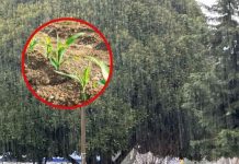 Agricultores del Biobío anticipa crisis de la fruta por clima extremo: Cerezas, manzanas y el maíz serían los más perjudicados Agricultores del Biobío anticipa crisis de la fruta por clima extremo: Cerezas, manzanas y el maíz serían los más perjudicados
