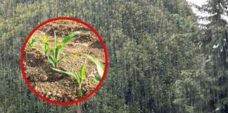 Agricultores del Biobío anticipa crisis de la fruta por clima extremo: Cerezas, manzanas y el maíz serían los más perjudicados
