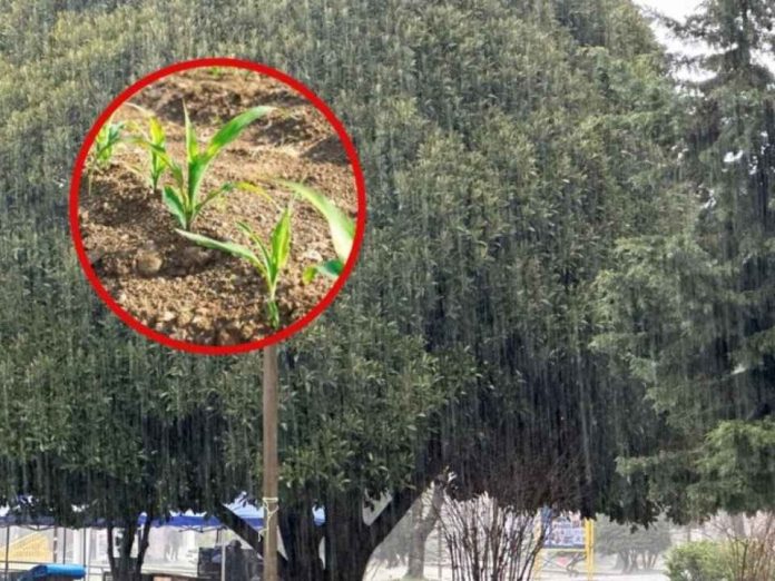Agricultores del Biobío anticipa crisis de la fruta por clima extremo Cerezas, manzanas y el maíz serían los más perjudicados Agricultores del Biobío anticipa crisis de la fruta por clima extremo: Cerezas, manzanas y el maíz serían los más perjudicados