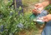 Agricultores podrán conocer normativa para contratación de trabajadores extranjeros de temporada Agricultores podrán conocer normativa para contratación de trabajadores extranjeros de temporada