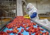 Agroindustria chilena proyecta exportaciones récord por sobre los US$3.600 millones en 2026 Agroindustria chilena proyecta exportaciones récord por sobre los US$3.600 millones en 2026