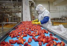 Agroindustria chilena proyecta exportaciones récord por sobre los US$3.600 millones en 2026 Agroindustria chilena proyecta exportaciones récord por sobre los US$3.600 millones en 2026