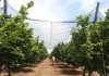 Agronomía UdeC presenta claves para la sostenibilidad frutícola frente a la crisis climática y lanza libros para el manejo de huertos protegidos Agronomía UdeC presenta claves para la sostenibilidad frutícola frente a la crisis climática y lanza libros para el manejo de huertos protegidos