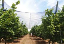 Agronomía UdeC presenta claves para la sostenibilidad frutícola frente a la crisis climática y lanza libros para el manejo de huertos protegidos Agronomía UdeC presenta claves para la sostenibilidad frutícola frente a la crisis climática y lanza libros para el manejo de huertos protegidos