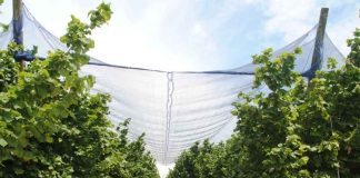 Agronomía UdeC presenta claves para la sostenibilidad frutícola frente a la crisis climática y lanza libros para el manejo de huertos protegidos Agronomía UdeC presenta claves para la sostenibilidad frutícola frente a la crisis climática y lanza libros para el manejo de huertos protegidos