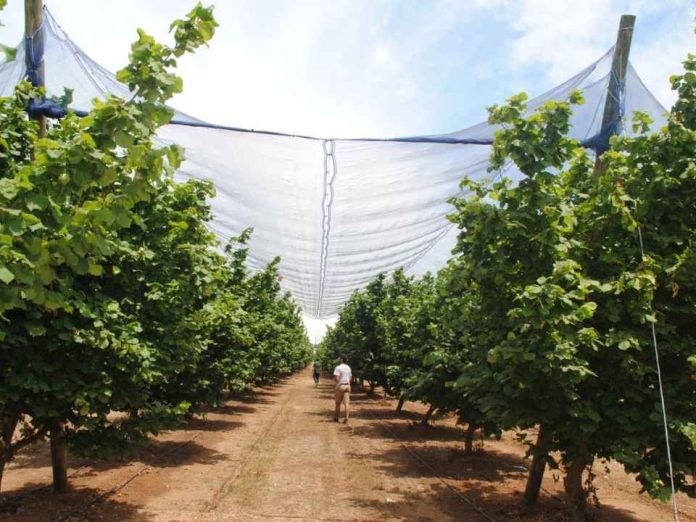 Agronomía UdeC presenta claves para la sostenibilidad frutícola frente a la crisis climática y lanza libros para el manejo de huertos protegidos Agronomía UdeC presenta claves para la sostenibilidad frutícola frente a la crisis climática y lanza libros para el manejo de huertos protegidos