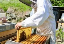 Apicultores de O’Higgins abordan cómo proteger sus colmenas frente a cambios de temperatura e incendios Apicultores de O’Higgins abordan cómo proteger sus colmenas frente a cambios de temperatura e incendios