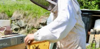 Apicultores de O’Higgins abordan cómo proteger sus colmenas frente a cambios de temperatura e incendios Apicultores de O’Higgins abordan cómo proteger sus colmenas frente a cambios de temperatura e incendios