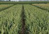 Argentina | El trigo, en días críticos: la falta de sol pone en jaque a los altos rindes proyectados para el cultivo Argentina | El trigo, en días críticos: la falta de sol pone en jaque a los altos rindes proyectados para el cultivo