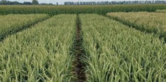 Noticia: Argentina | El trigo, en días críticos: la falta de sol...