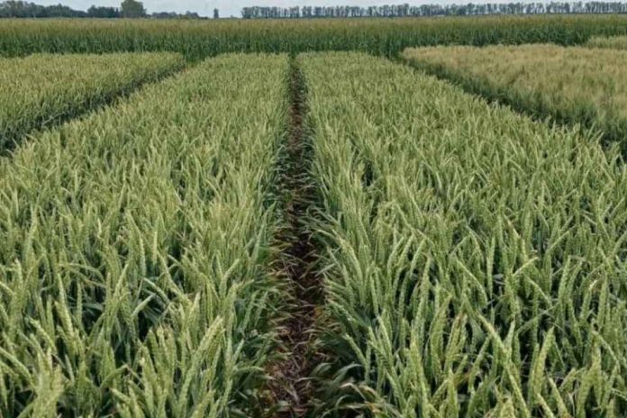 Argentina El trigo, en días críticos la falta de sol pone en jaque a los altos rindes proyectados para el cultivo Argentina | El trigo, en días críticos: la falta de sol pone en jaque a los altos rindes proyectados para el cultivo
