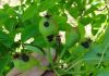 Argentina | Primavera húmeda: alertan sobre el riesgo de enfermedades fúngicas en frutales de pepita Argentina _ Primavera húmeda_ alertan sobre el riesgo de enfermedades fúngicas en frutales de pepita