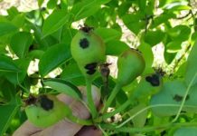 Argentina | Primavera húmeda: alertan sobre el riesgo de enfermedades fúngicas en frutales de pepita Argentina _ Primavera húmeda_ alertan sobre el riesgo de enfermedades fúngicas en frutales de pepita