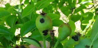 Argentina _ Primavera húmeda_ alertan sobre el riesgo de enfermedades fúngicas en frutales de pepita